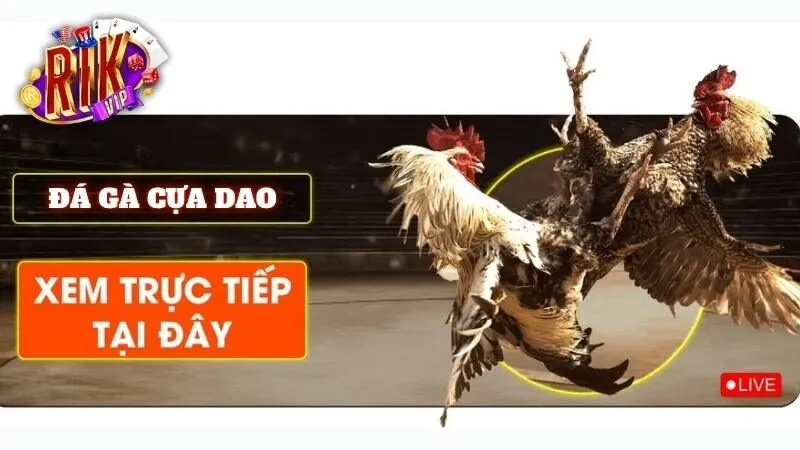 hinh-thuc-da-ga-thomo-cua-dao-rikvip