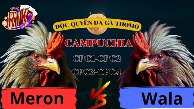 kham-pha-da-ga-thomo-rikvip-hoi-tu-chien-ke-huyen-thoai