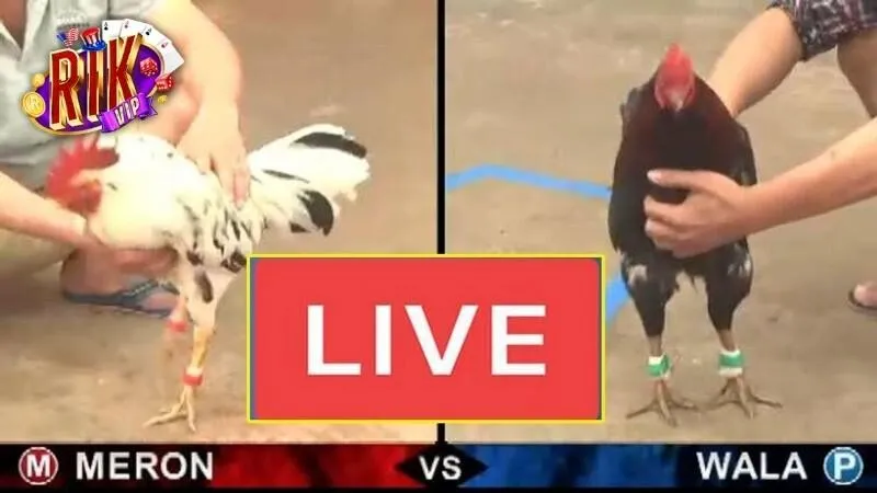 thuat-ngu-thuong-gap-tai-da-ga-thomo-rikvip